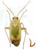Megalocoleus molliculus